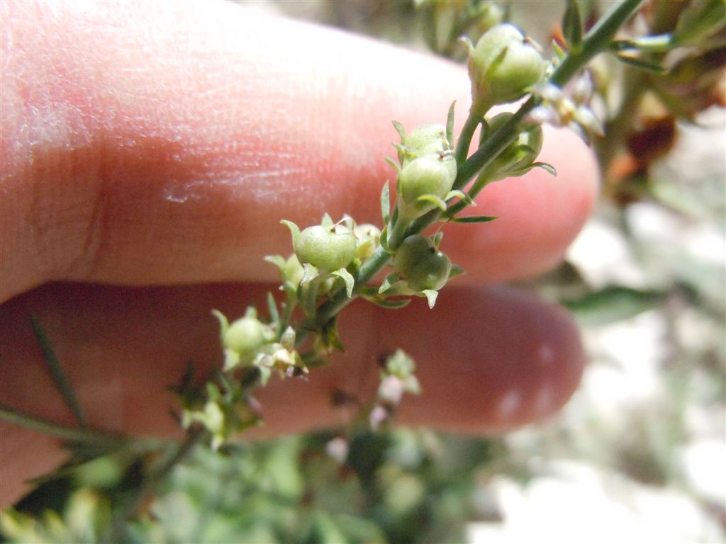 Colle Rotondo(AQ) : Linaria purpurea